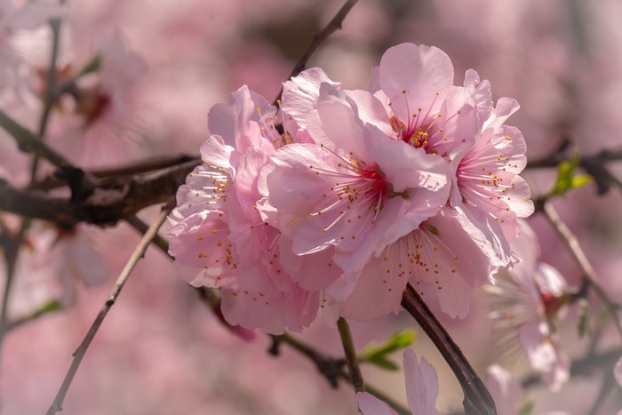 4K Closeup of Pink Cherry Blossoms