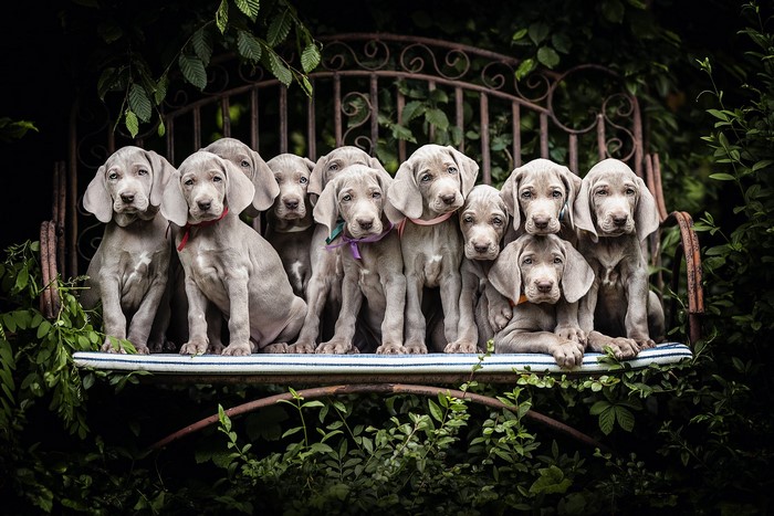 A group of Weimaraner puppies sitting on a bench
