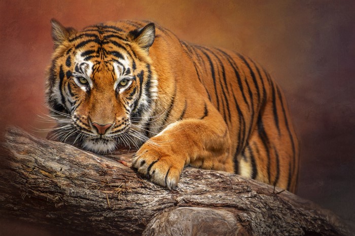 Tiger resting on a log with bokeh background