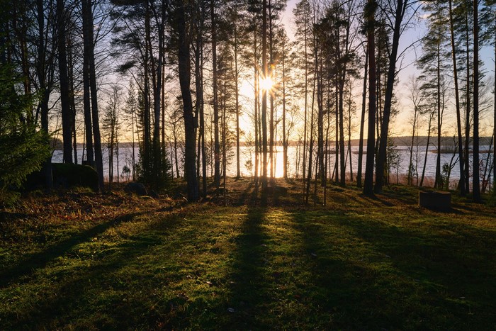 Sunlight through trees by a lake in Finland