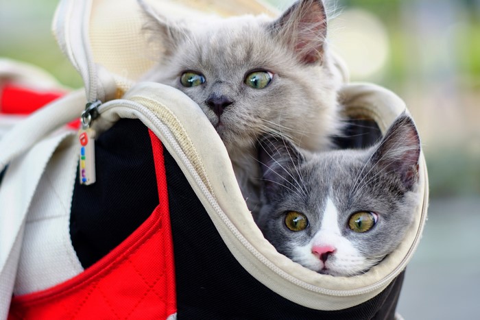 Two grey cats in a carrier bag