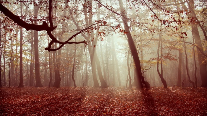 Misty forest with sunbeams and fallen leaves