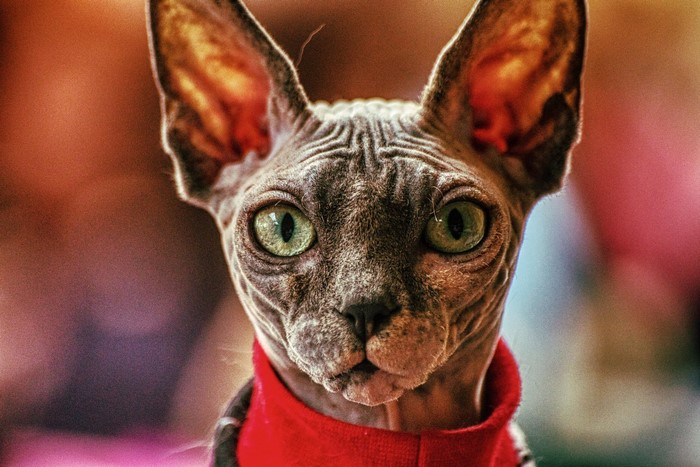 Sphynx cat with green eyes wearing a red collar