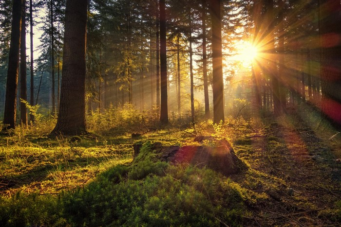 Sunbeams shining through a mossy forest in Germany