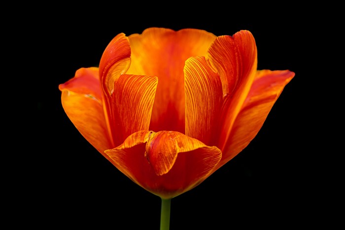 Close-up of an orange tulip on a black background