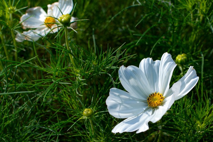 White cosmos flowers and buds in green foliage