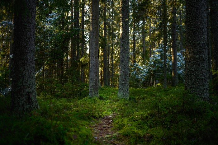 Forest trail with moss and trees in Finland