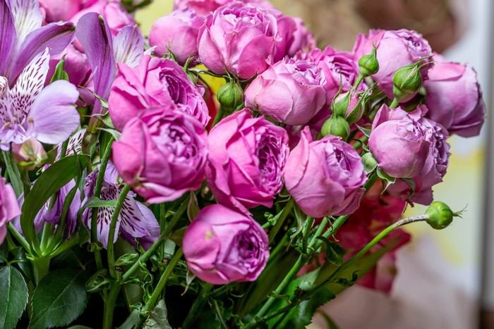 Pink roses and purple alstroemeria flowers