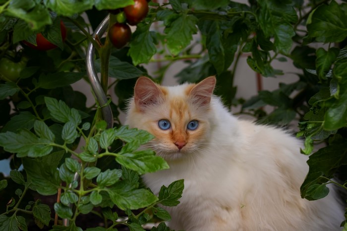 Flame point Siamese cat with blue eyes in tomato plants