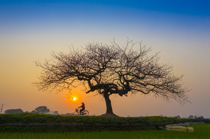 Person riding bicycle near tree at sunset