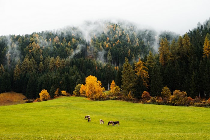 Cows grazing in a misty autumn forest meadow