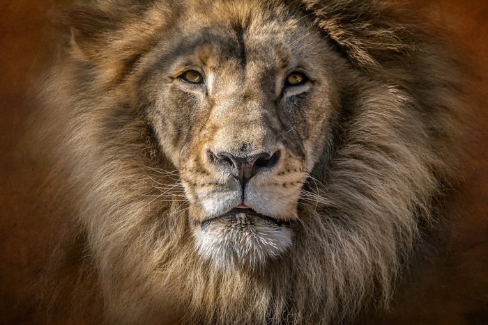 Close-up of a male lion's face