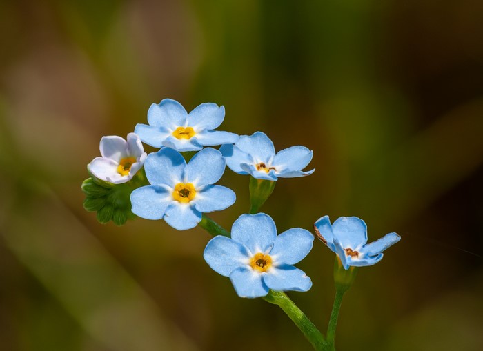 Close-up of Light Blue Forget-Me-Not Flowers