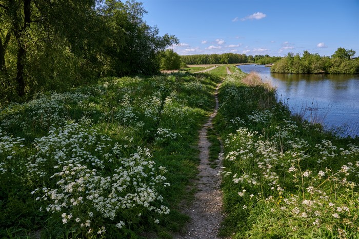 Path along a river with wildflowers in Twiske-Waterland, Netherlands