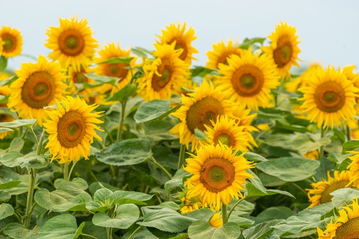 Field of Sunflowers