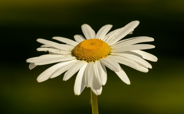 Close-up of a white daisy with a yellow center