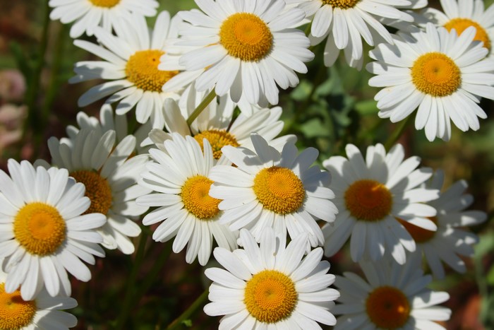White Camomiles Closeup