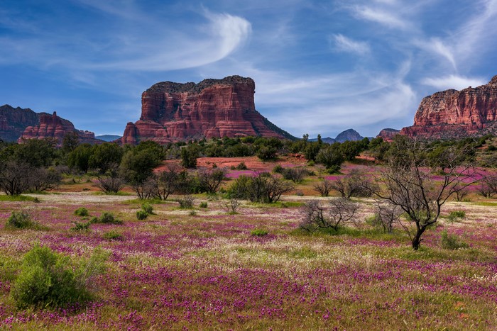 Sedona Arizona Spring Wildflowers and Red Rocks