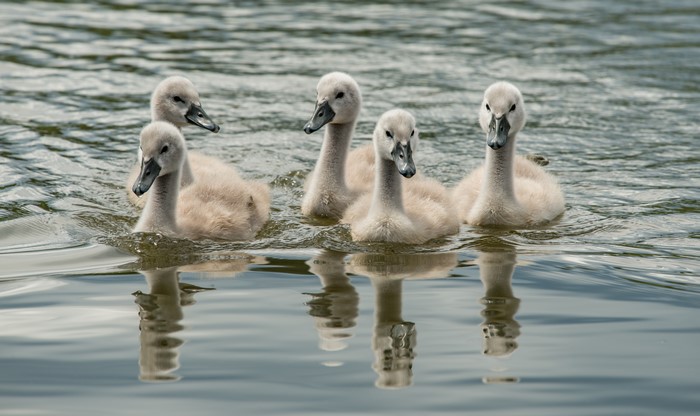Five Swan Nestlings Swimming in Water