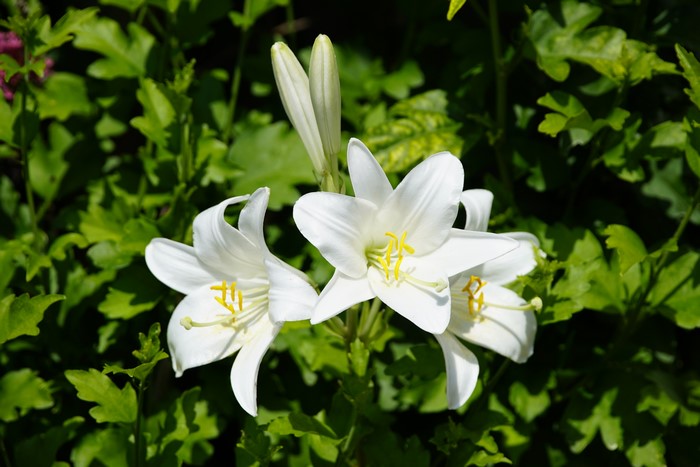 White Lilies in Bloom