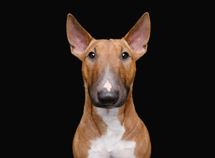 Brown Bull Terrier Dog Portrait