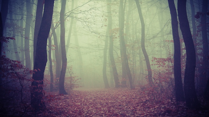 Misty forest path with fallen leaves