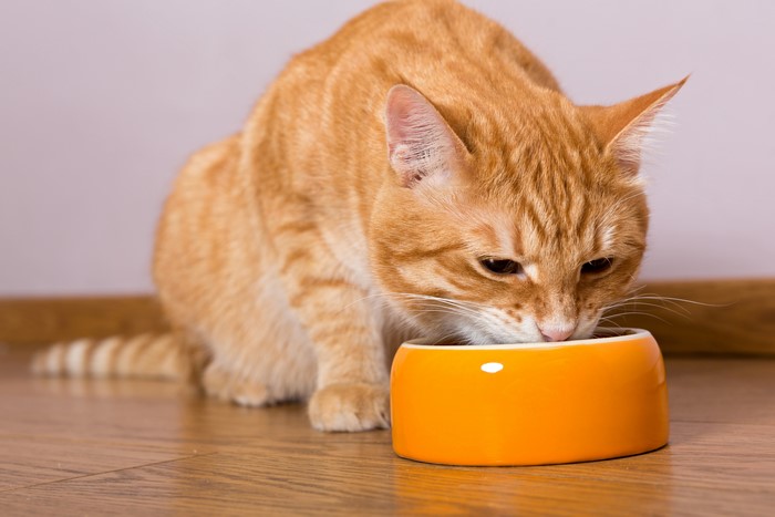 Ginger cat eating from an orange bowl