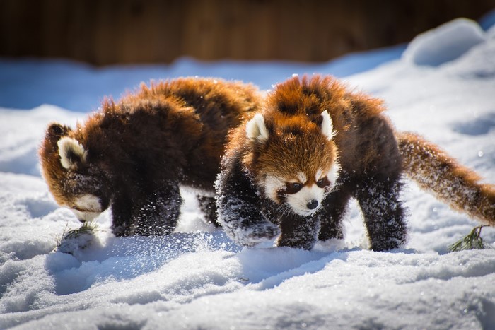 Two red pandas in the snow