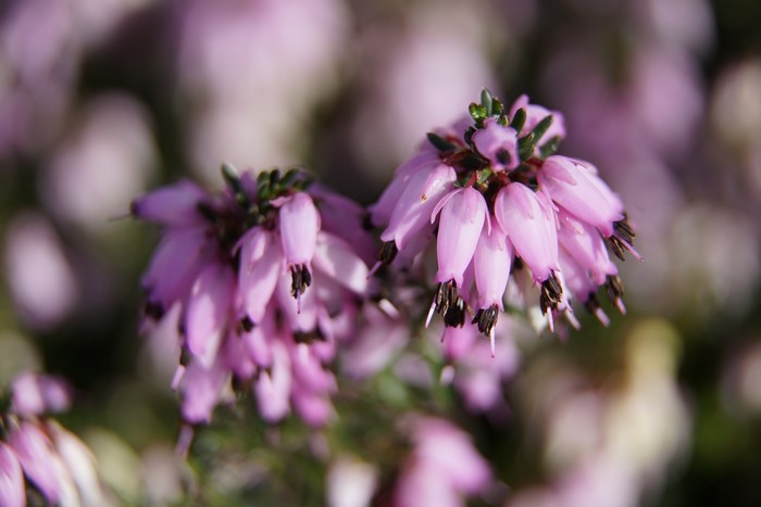 Pink Heather Calluna flowers in close-up with bokeh