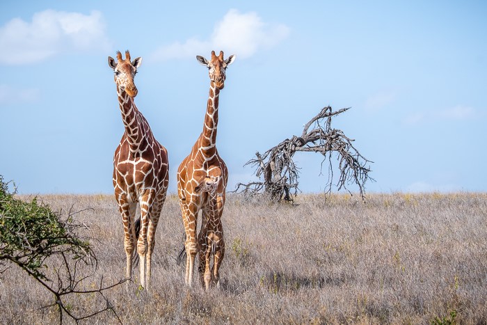 Two giraffes standing in a dry grassy field