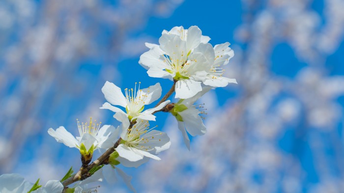 White Peach Blossoms on Branches Against Blue Sky