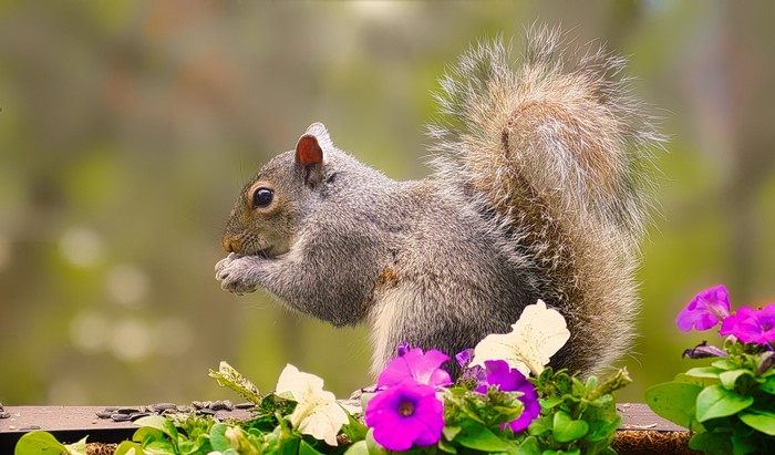 Squirrel eating seeds near petunias