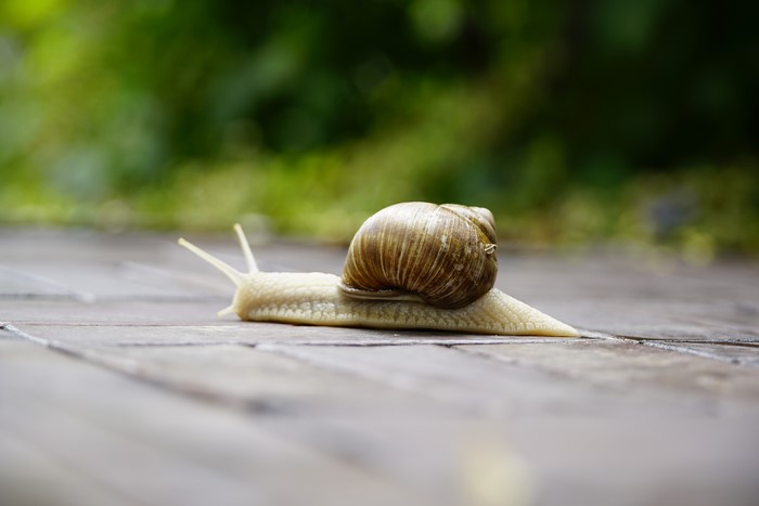 Snail on wooden planks with bokeh background