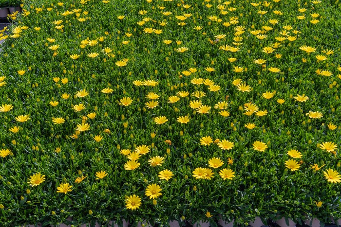 Many yellow daisies in green foliage