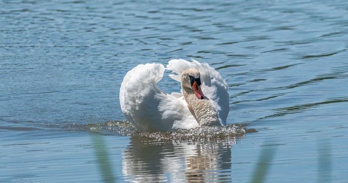 White swan swimming in blue water