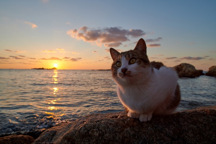 Cat sitting on rocks by the ocean at sunset