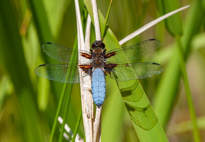 Broad-bodied Chaser Dragonfly on a Reed