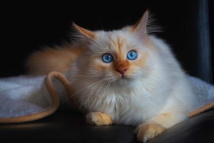 A fluffy cat with blue eyes looking forward