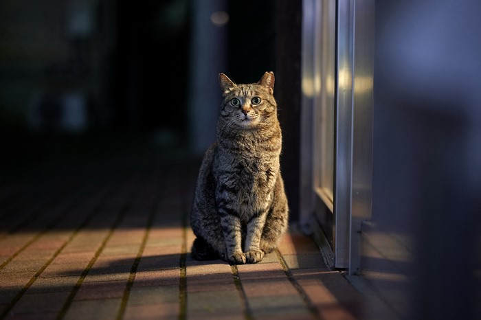 Cat Sitting on Pavement