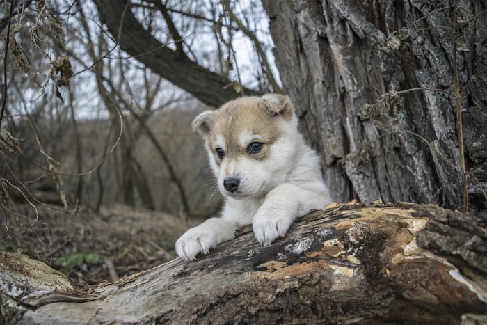 Husky puppy resting on a log in a forest