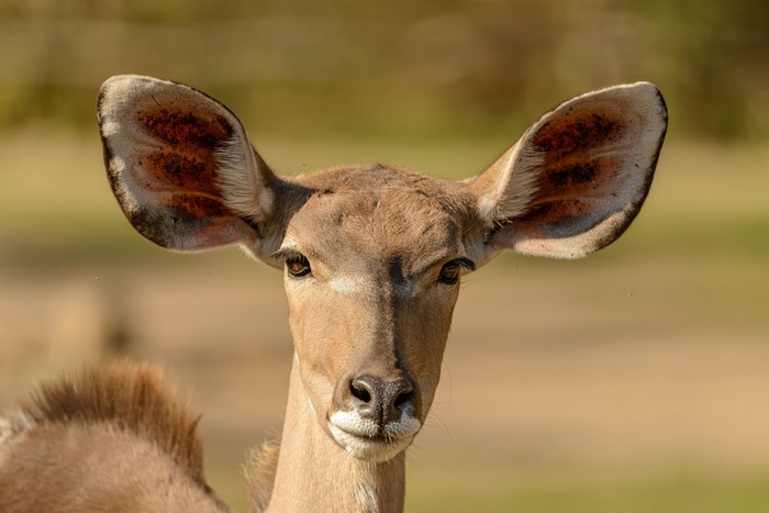 Close-up of a Kudu antelope's head and ears