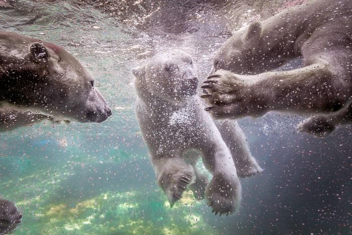 Polar bears swimming underwater