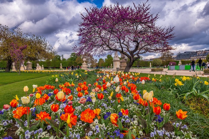 Spring tulips and blooming tree in Paris