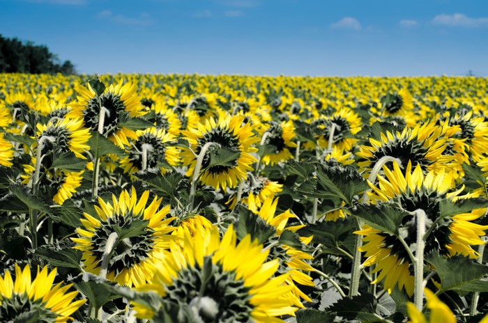 Field of Sunflowers Under a Blue Sky