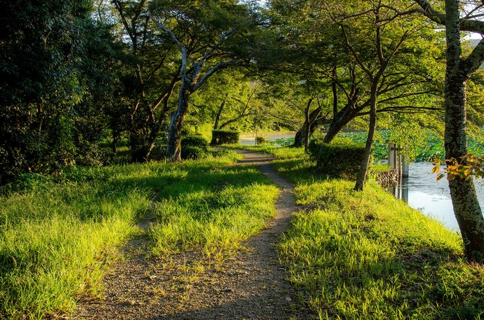 Path through Daikaku-Ji Park in Kyoto, Japan
