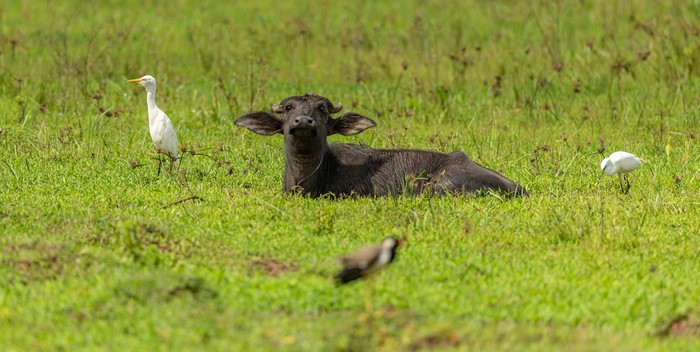 Buffalo calf and egrets in a grassy field