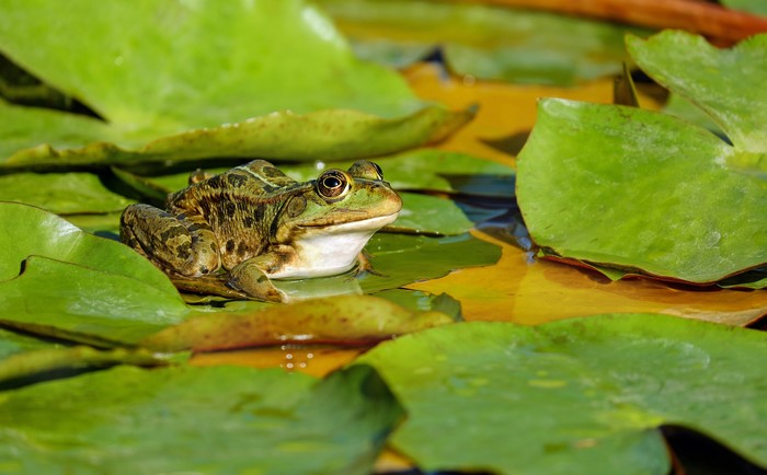 Frog on lily pads