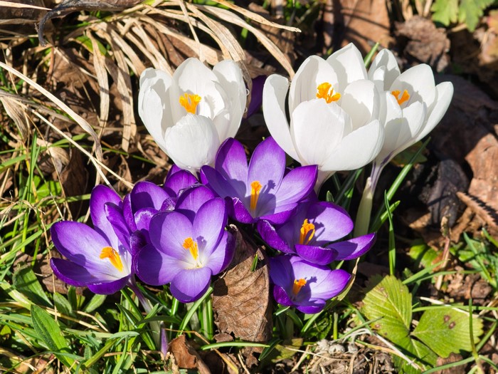 White and violet crocuses blooming in grass