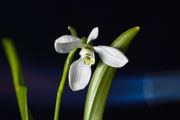 Close-up of a white snowdrop flower with green accents