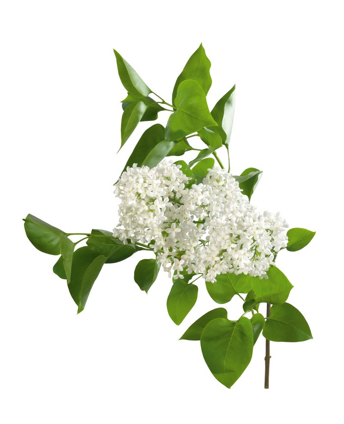 White lilac branch with green leaves